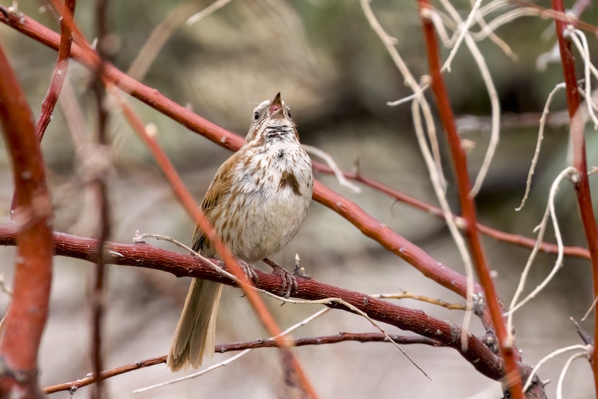 Song Sparrow - ML464037811