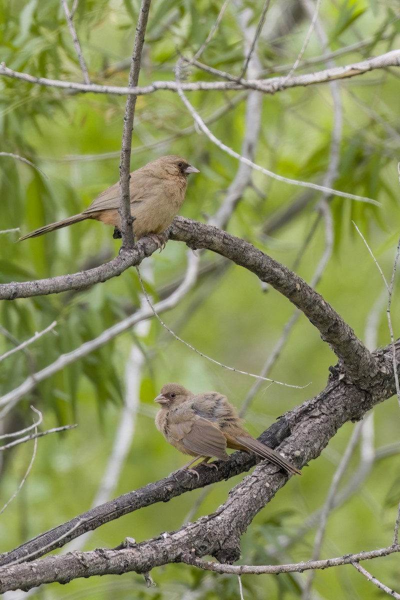 Abert's Towhee - ML464037971