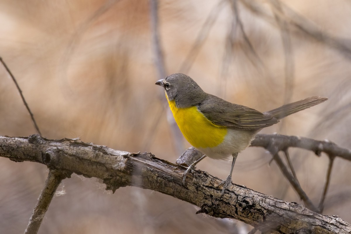 Yellow-breasted Chat - ML464038061