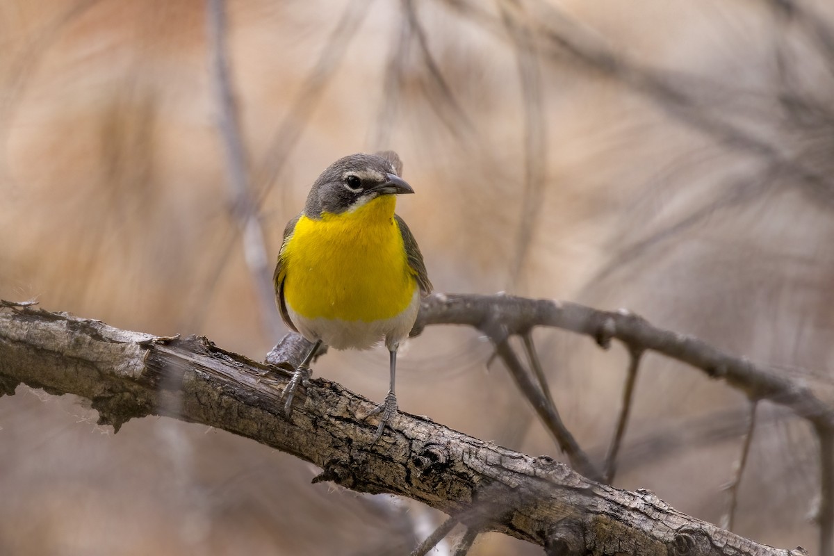 Yellow-breasted Chat - ML464038071