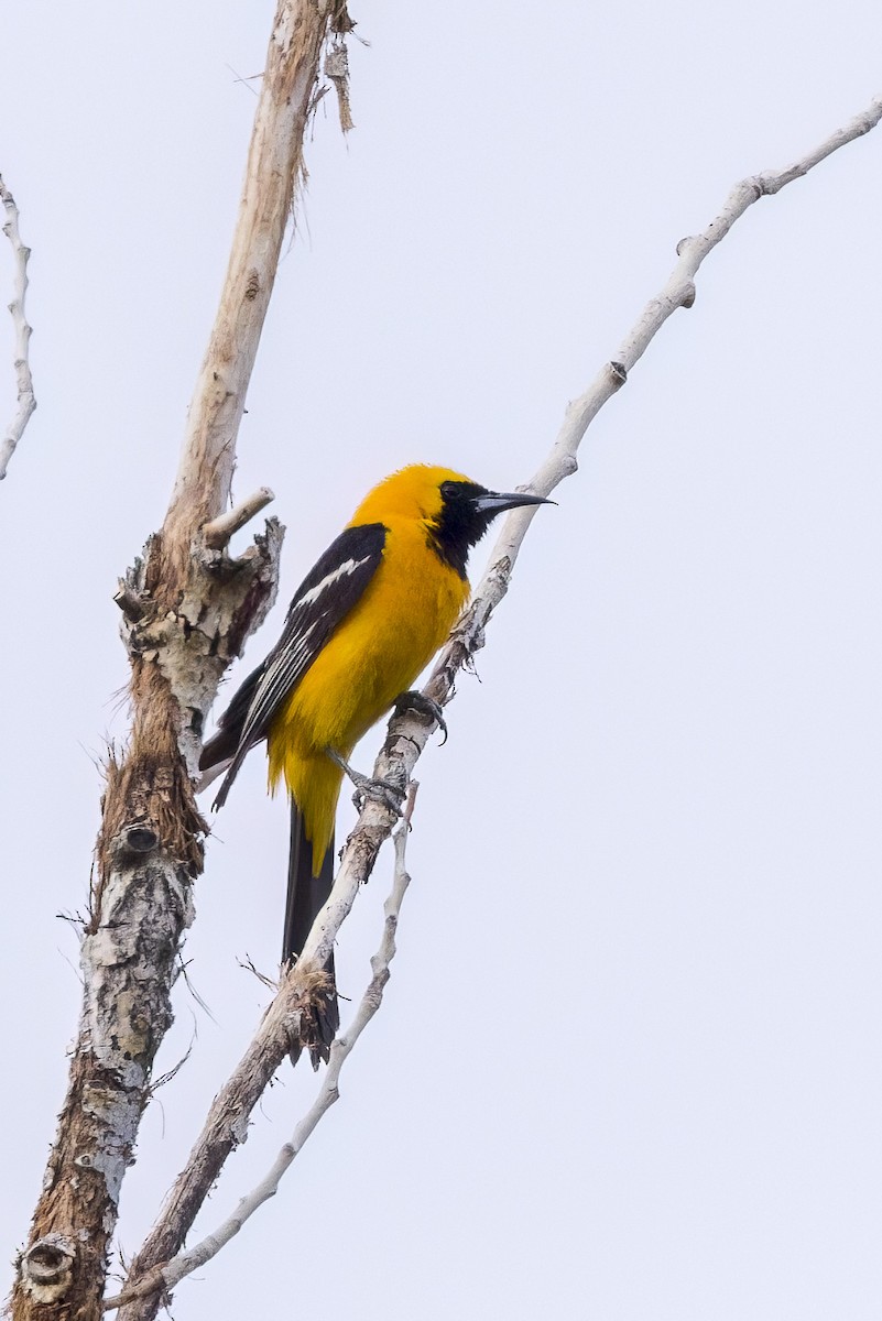 Hooded Oriole - ML464038121