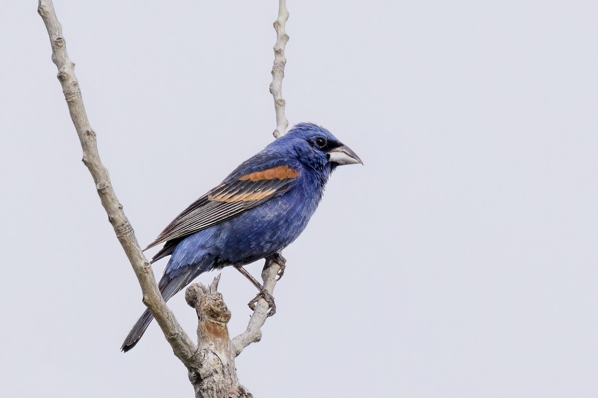 Blue Grosbeak - ML464038181