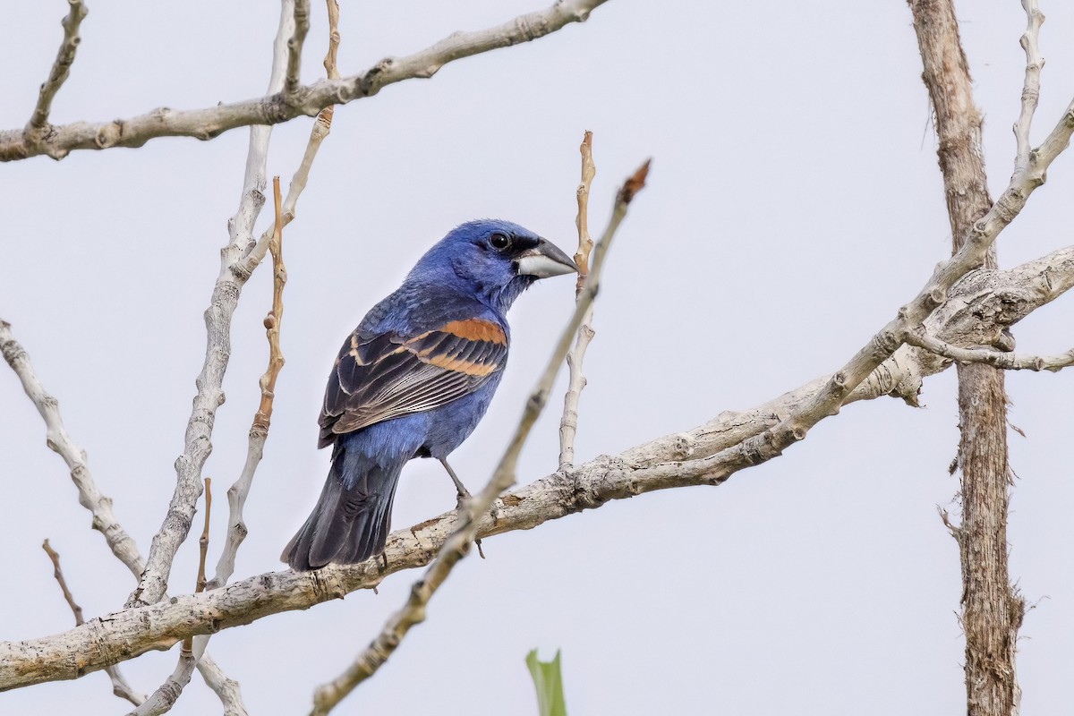 Blue Grosbeak - ML464038191