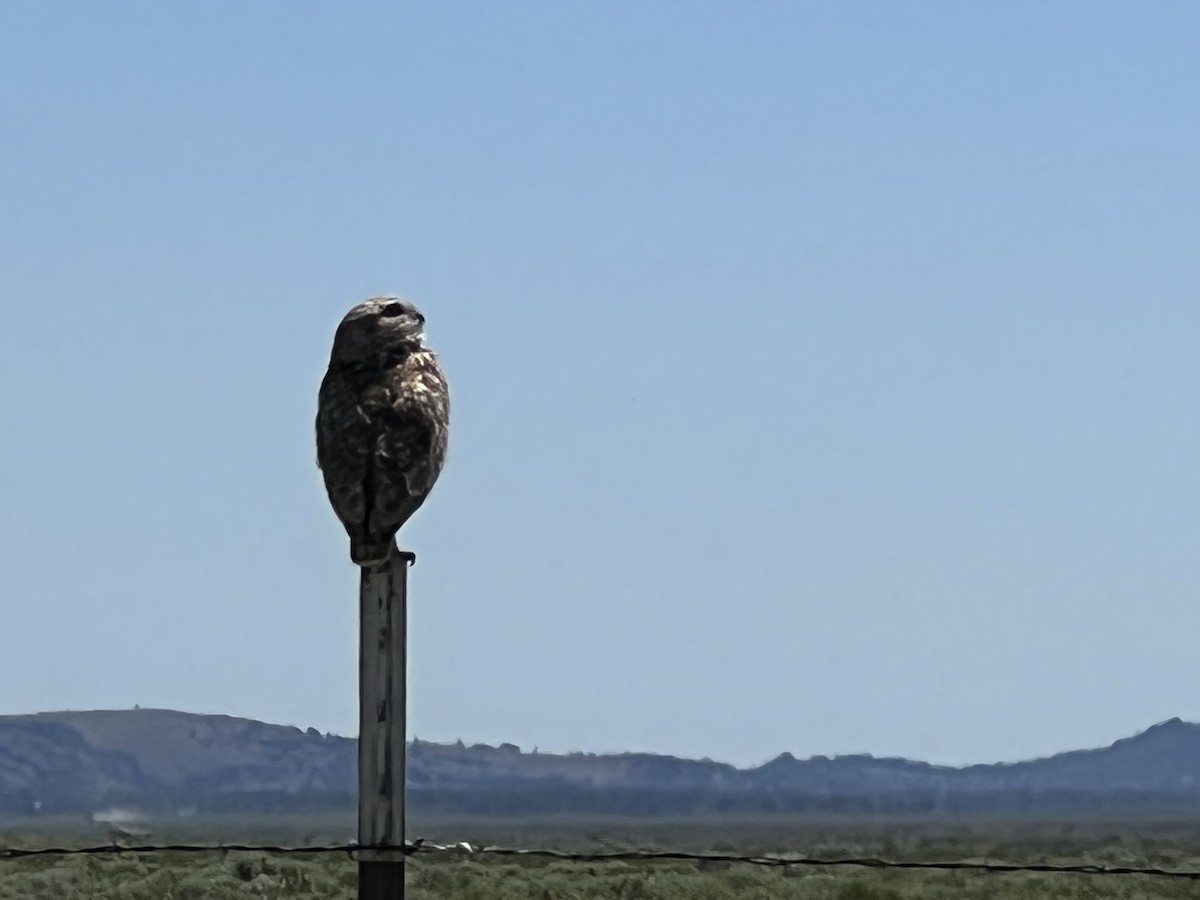 Burrowing Owl - Cindy Zalunardo