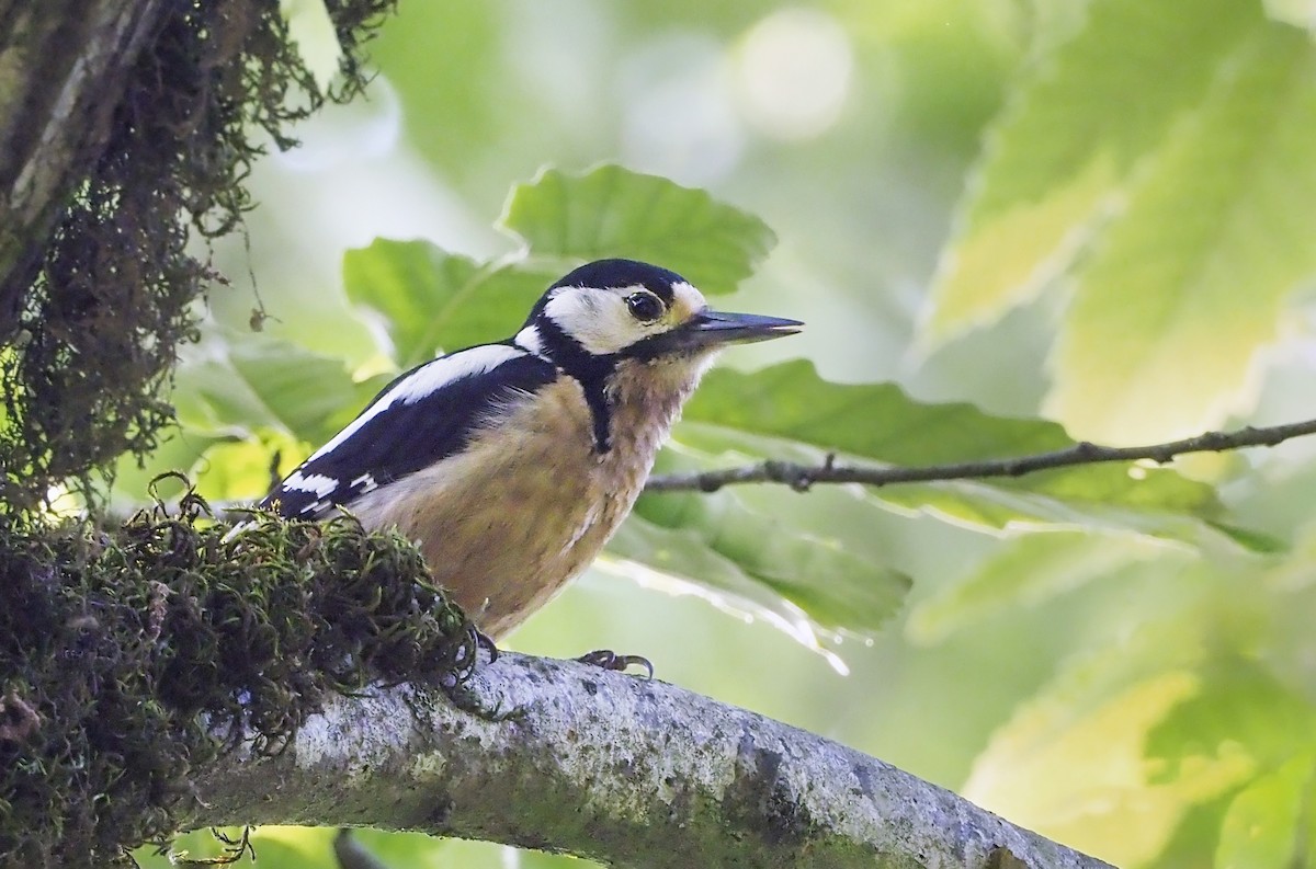 Great Spotted Woodpecker (poelzami) - Andrew Spencer