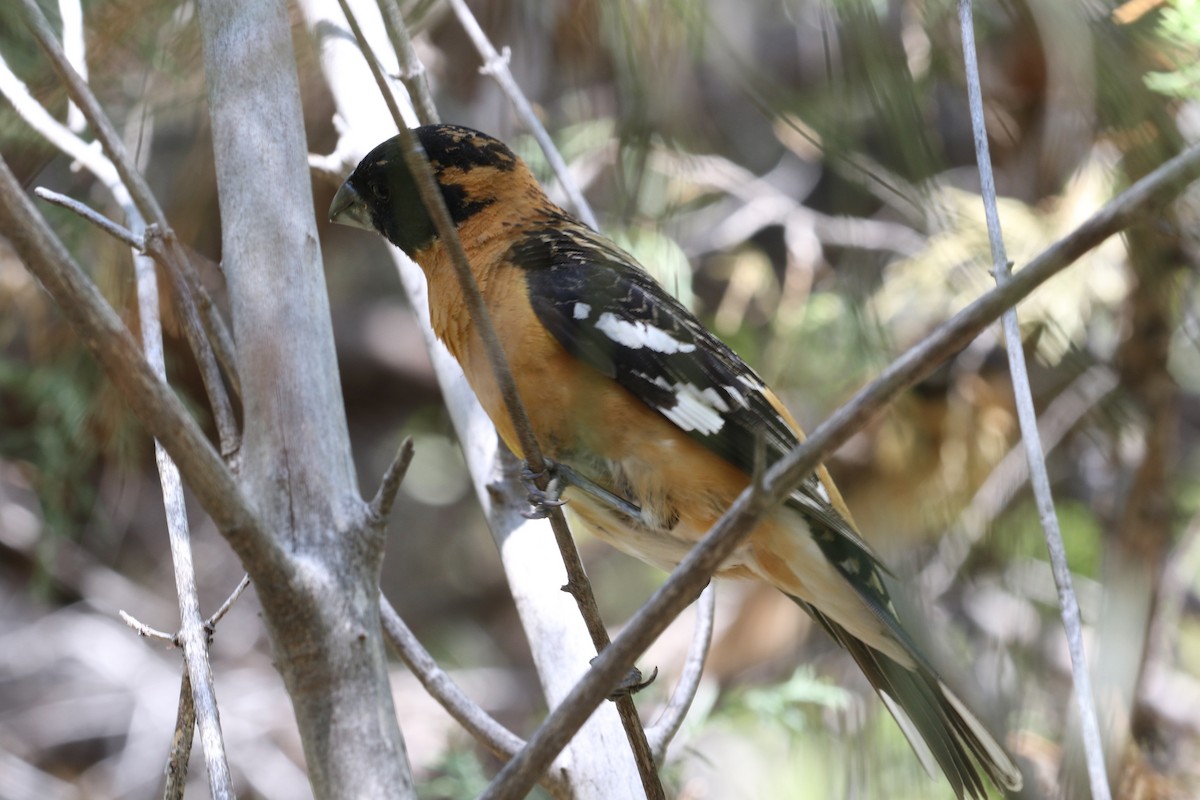 Black-headed Grosbeak - ML464039531