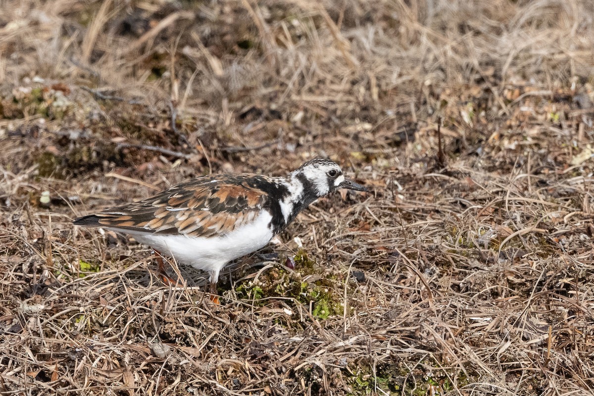 Ruddy Turnstone - Stephen Davies