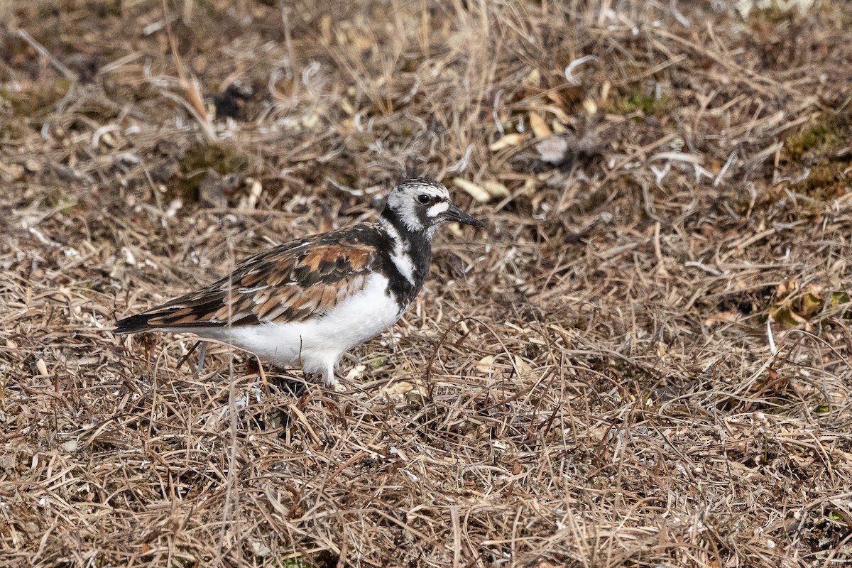 Ruddy Turnstone - ML464039711