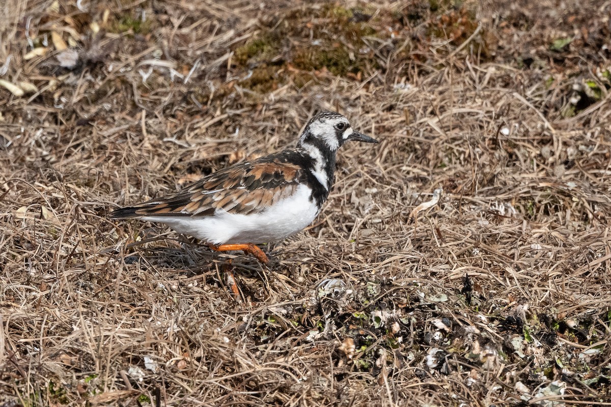 Ruddy Turnstone - ML464039721