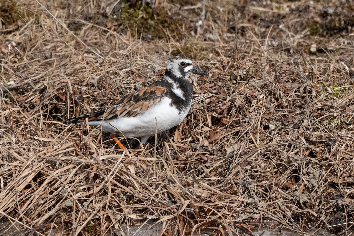 Ruddy Turnstone - Stephen Davies