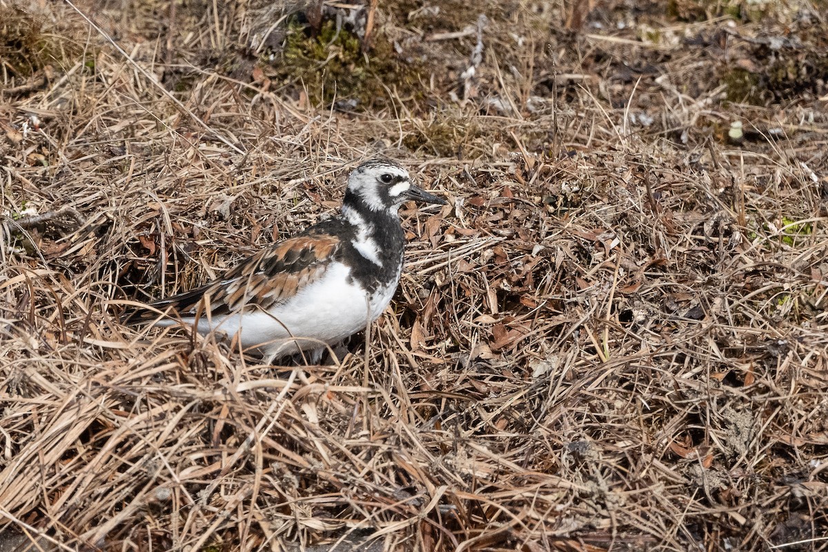 Ruddy Turnstone - Stephen Davies