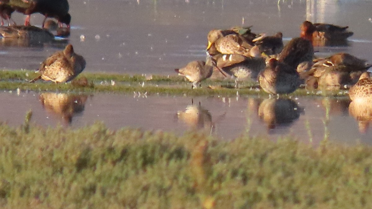 Hudsonian Godwit - ML464040741