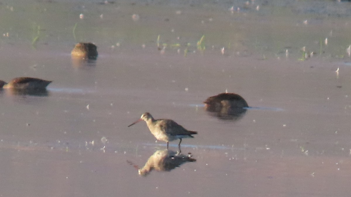 Hudsonian Godwit - ML464040751