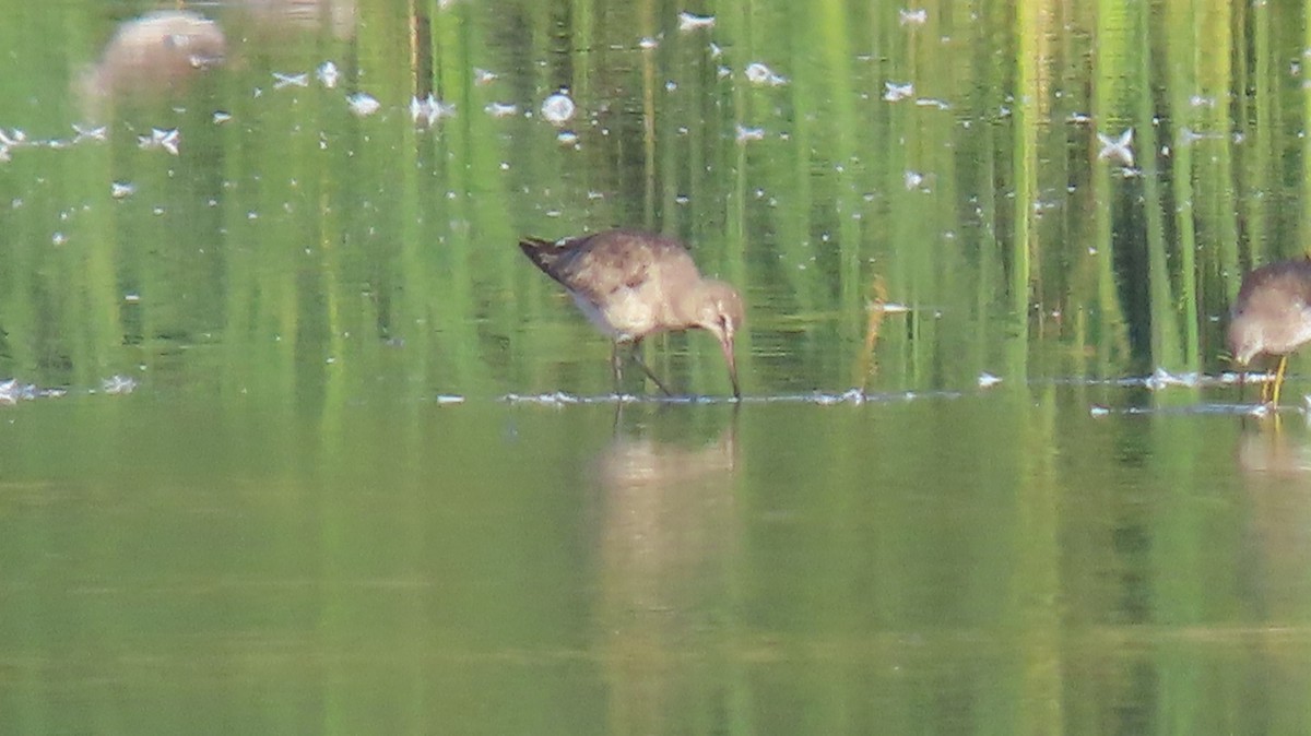 Hudsonian Godwit - Nelson Contardo