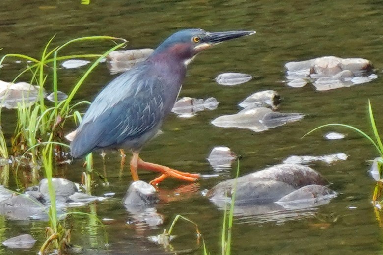 Green Heron - ML464041771