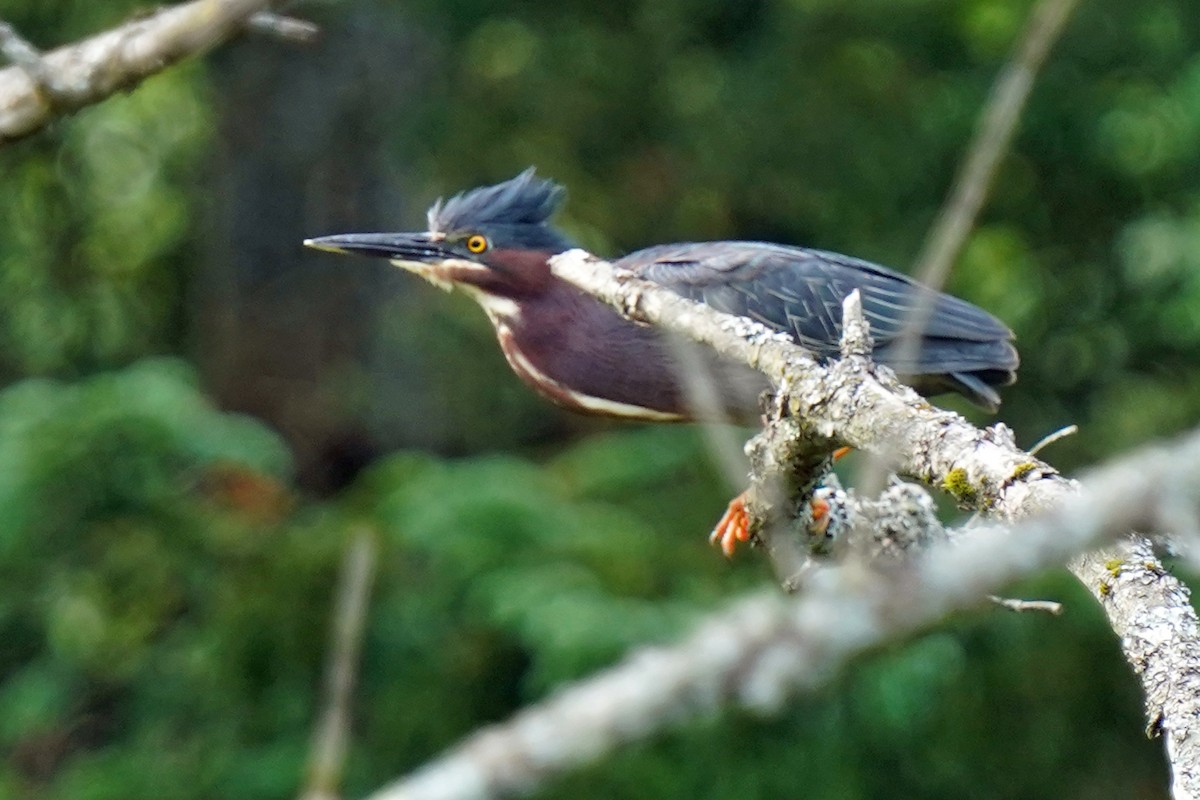 Green Heron - ML464041801