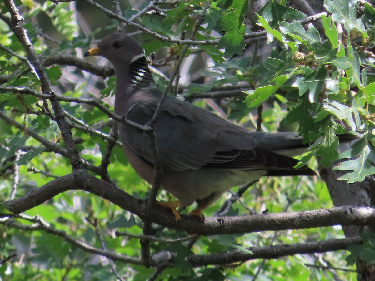 Band-tailed Pigeon - ML464042831
