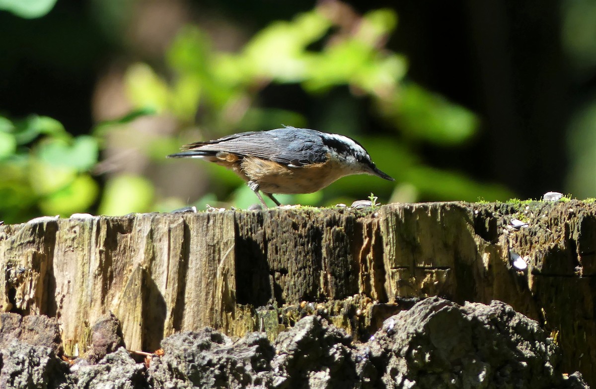 Red-breasted Nuthatch - ML464042871