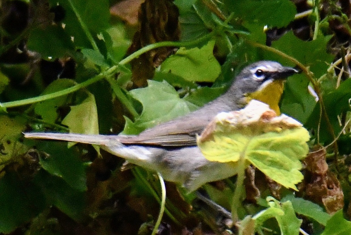 Yellow-breasted Chat - ML464043011