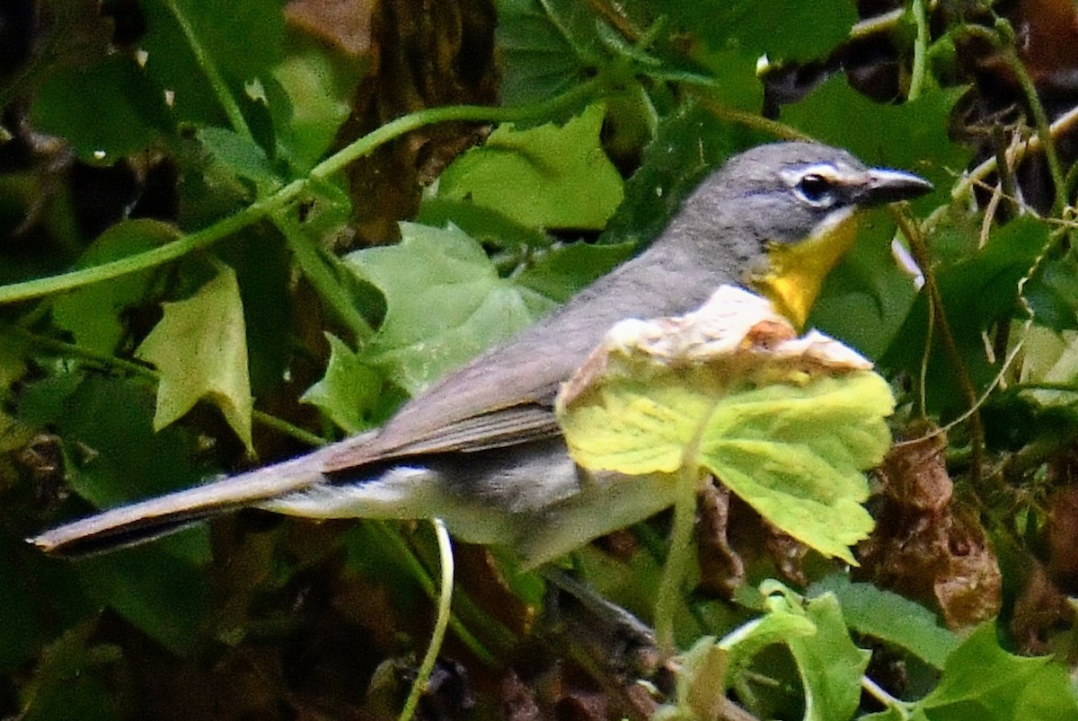 Yellow-breasted Chat - ML464043021
