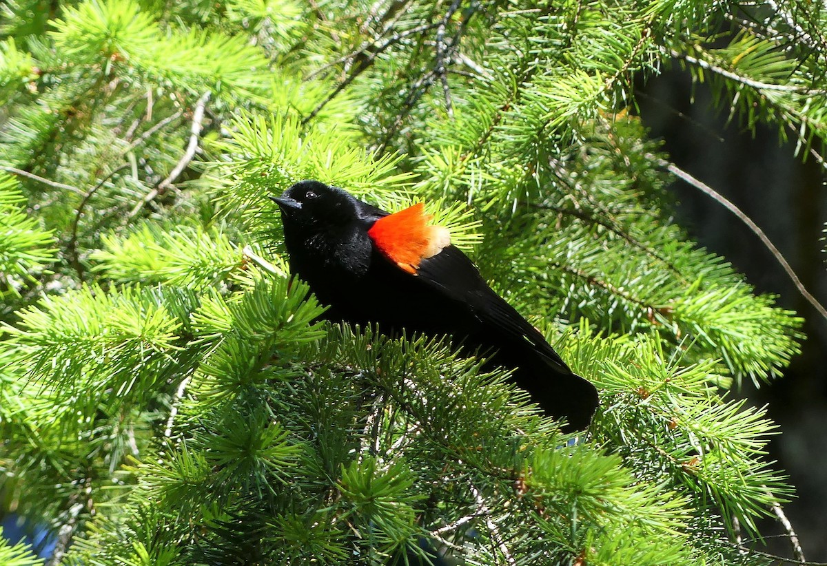Red-winged Blackbird - ML464043041