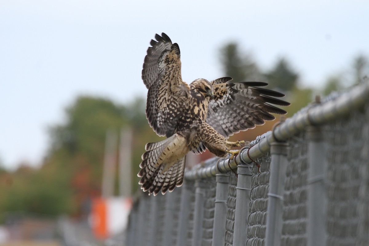 Swainson's Hawk - ML46404421