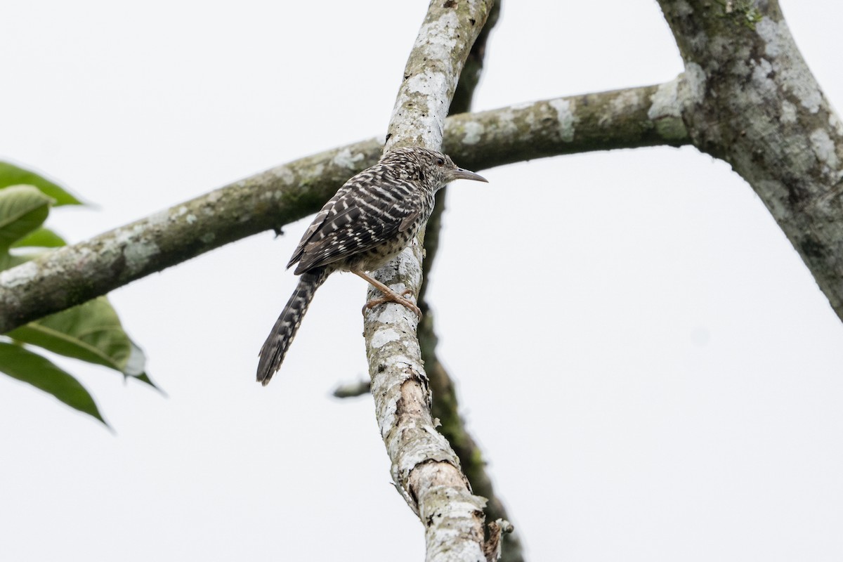 Band-backed Wren - Elías  Suárez