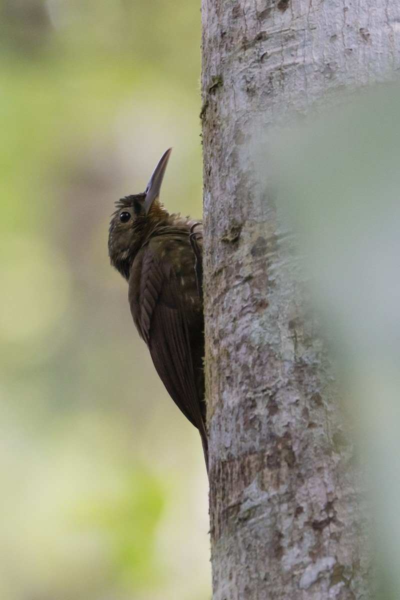 Spotted Woodcreeper - Elías  Suárez