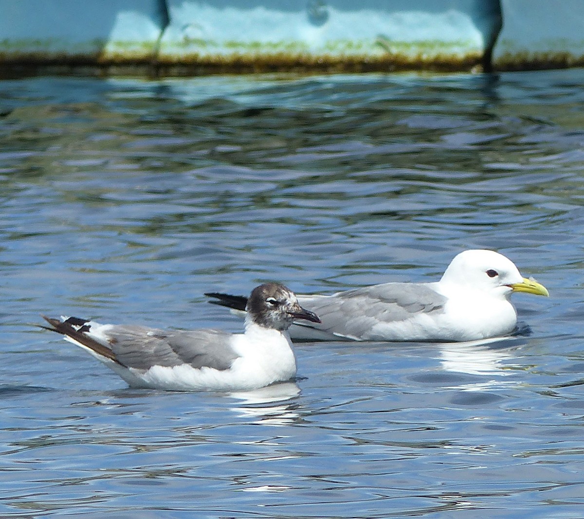 Franklin's Gull - ML464045081