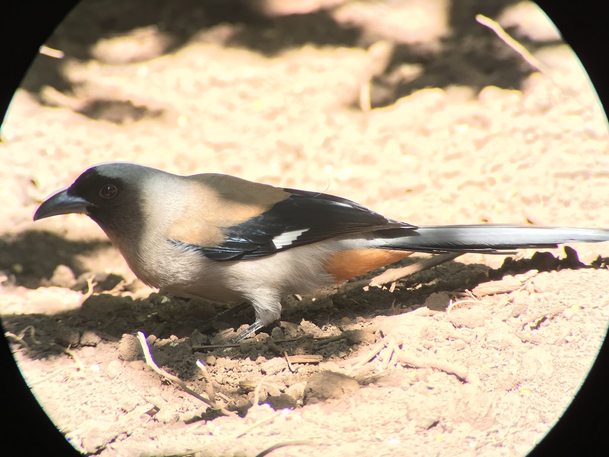 Gray Treepie - ML46404561