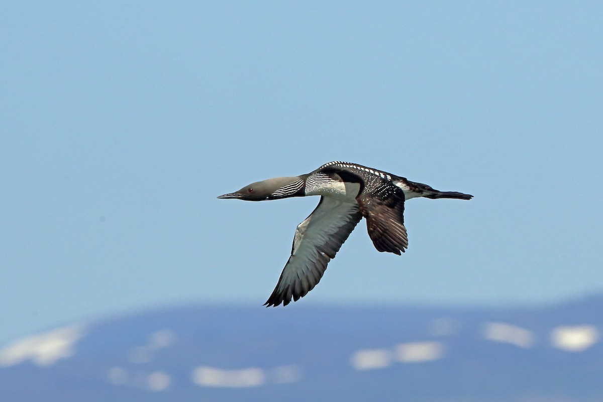 Pacific Loon - Nigel Voaden