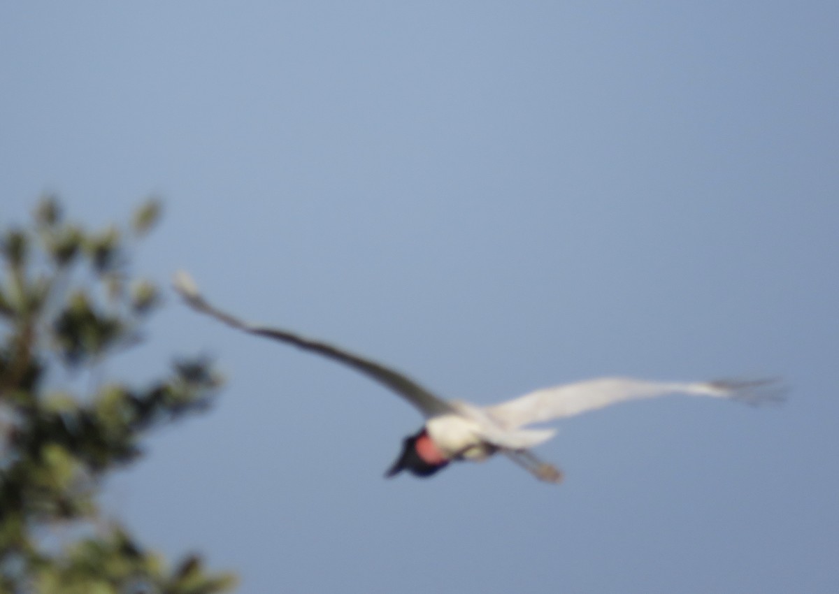 Jabiru d'Amérique - ML464046861