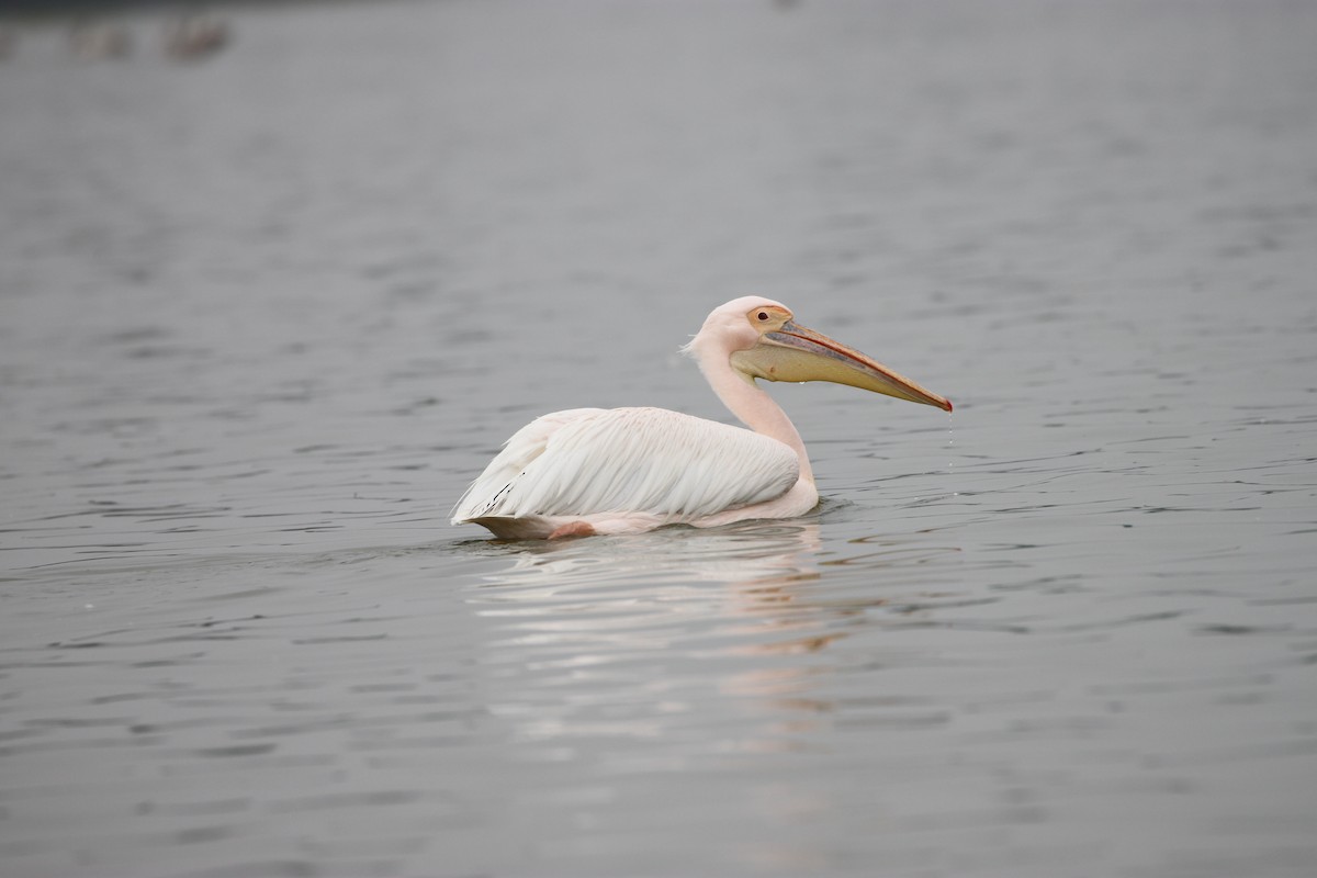 pelikán bílý - ML46404691