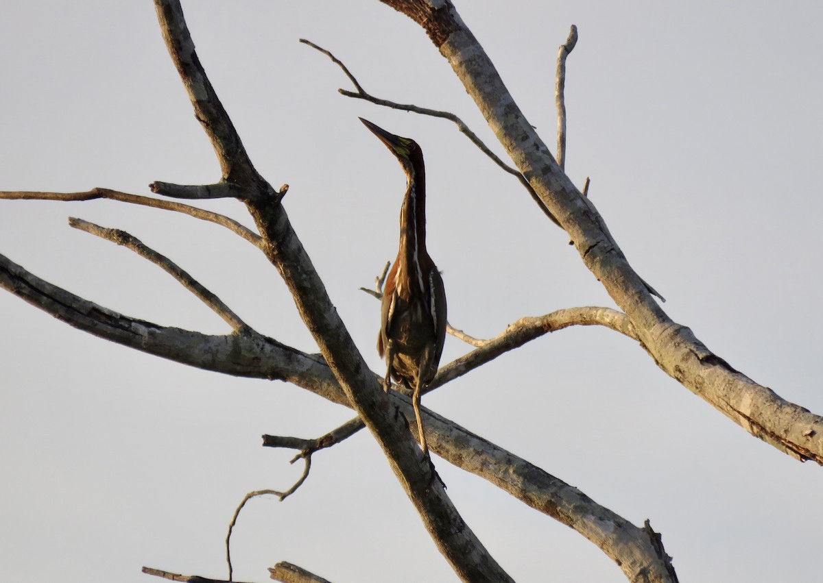 Rufescent Tiger-Heron - ML464047211