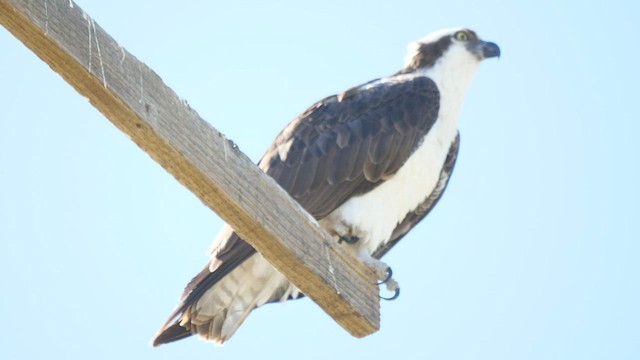 Águila Pescadora - ML464047641