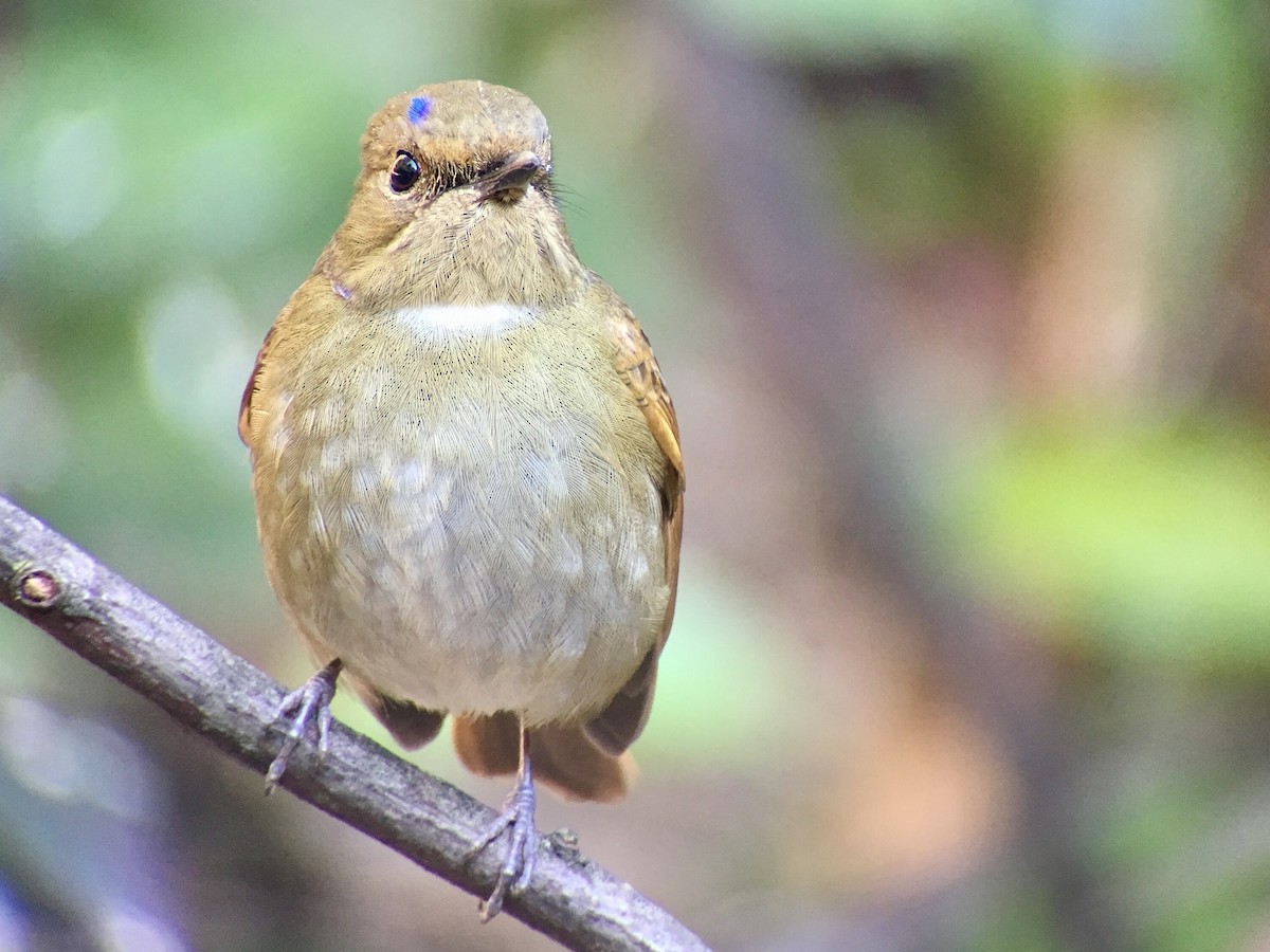 Rufous-bellied Niltava - Vincent Wang