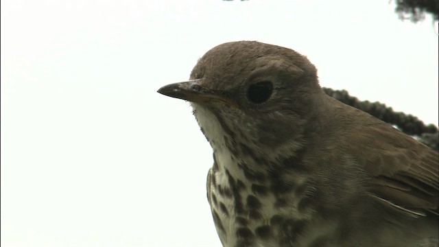 Gray-cheeked Thrush - ML464048