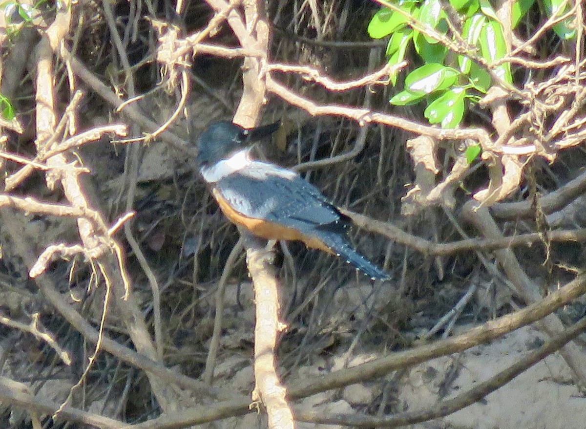 Ringed Kingfisher - ML464048031