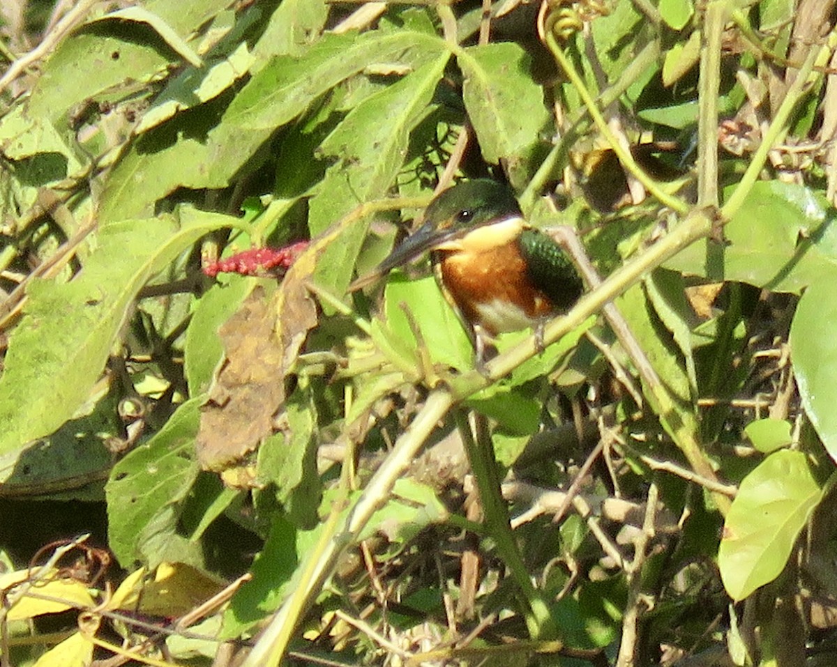 American Pygmy Kingfisher - ML464048171