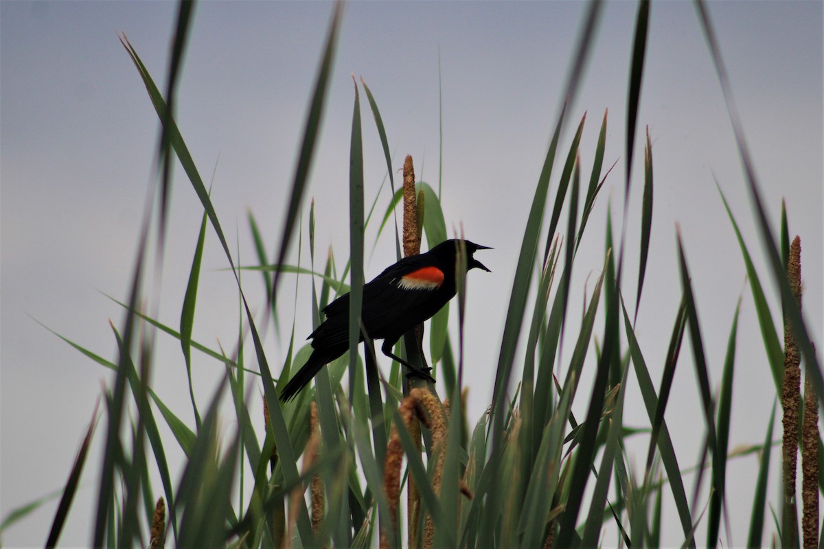 Red-winged Blackbird - ML464048951