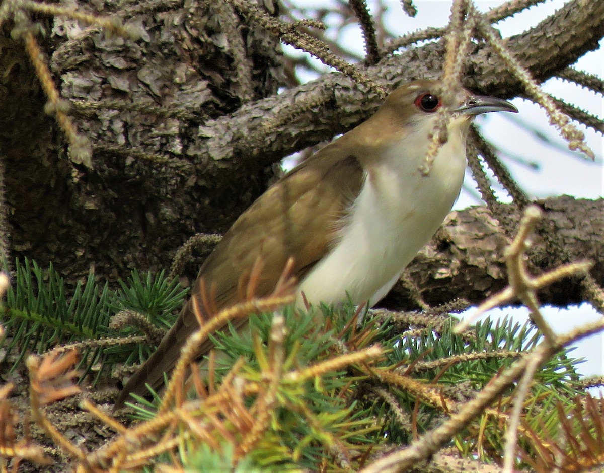 Black-billed Cuckoo - Larry Larson