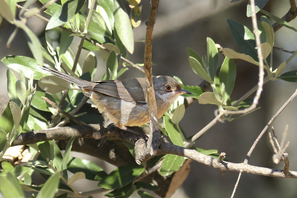 Sardinian Warbler - ML464050261