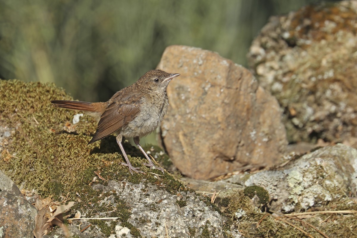 Common Nightingale - Francisco Barroqueiro