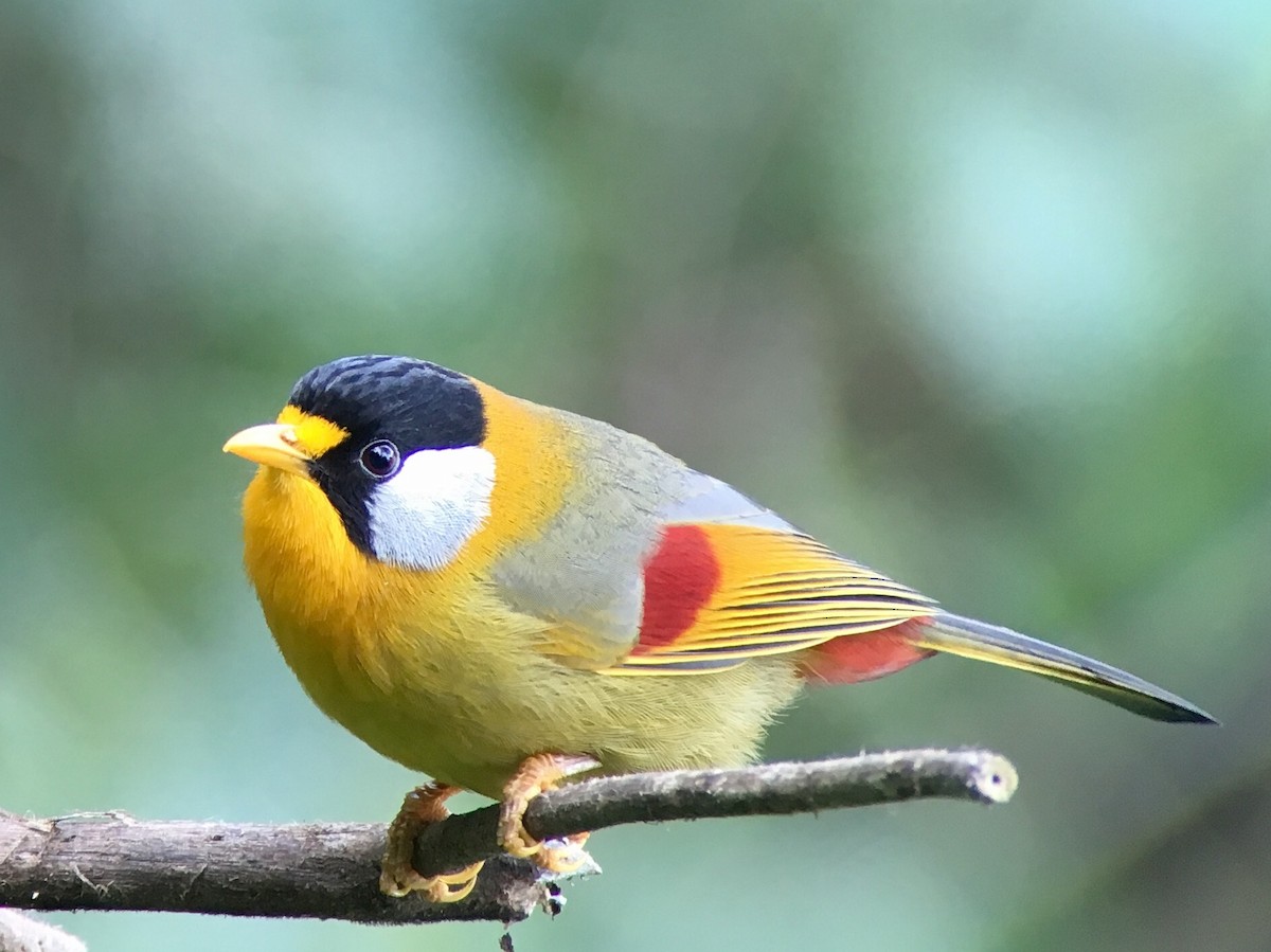 Silver-eared Mesia - Vincent Wang