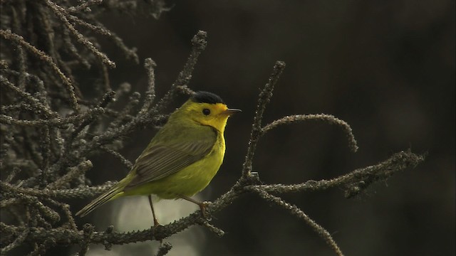 Wilson's Warbler - ML464052