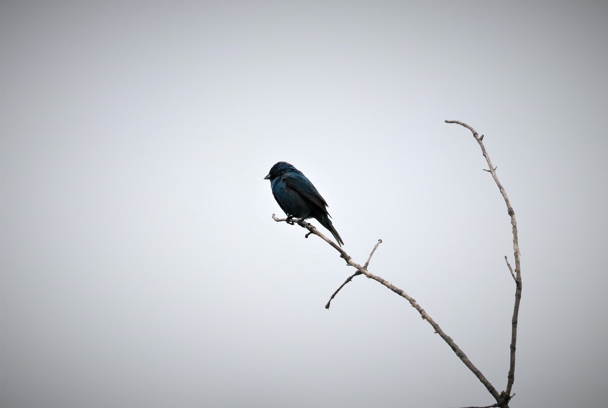 Indigo Bunting - ML464052211