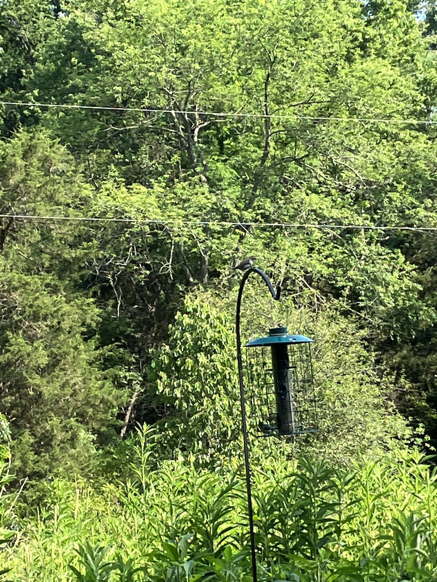 Purple Finch - ML464052541