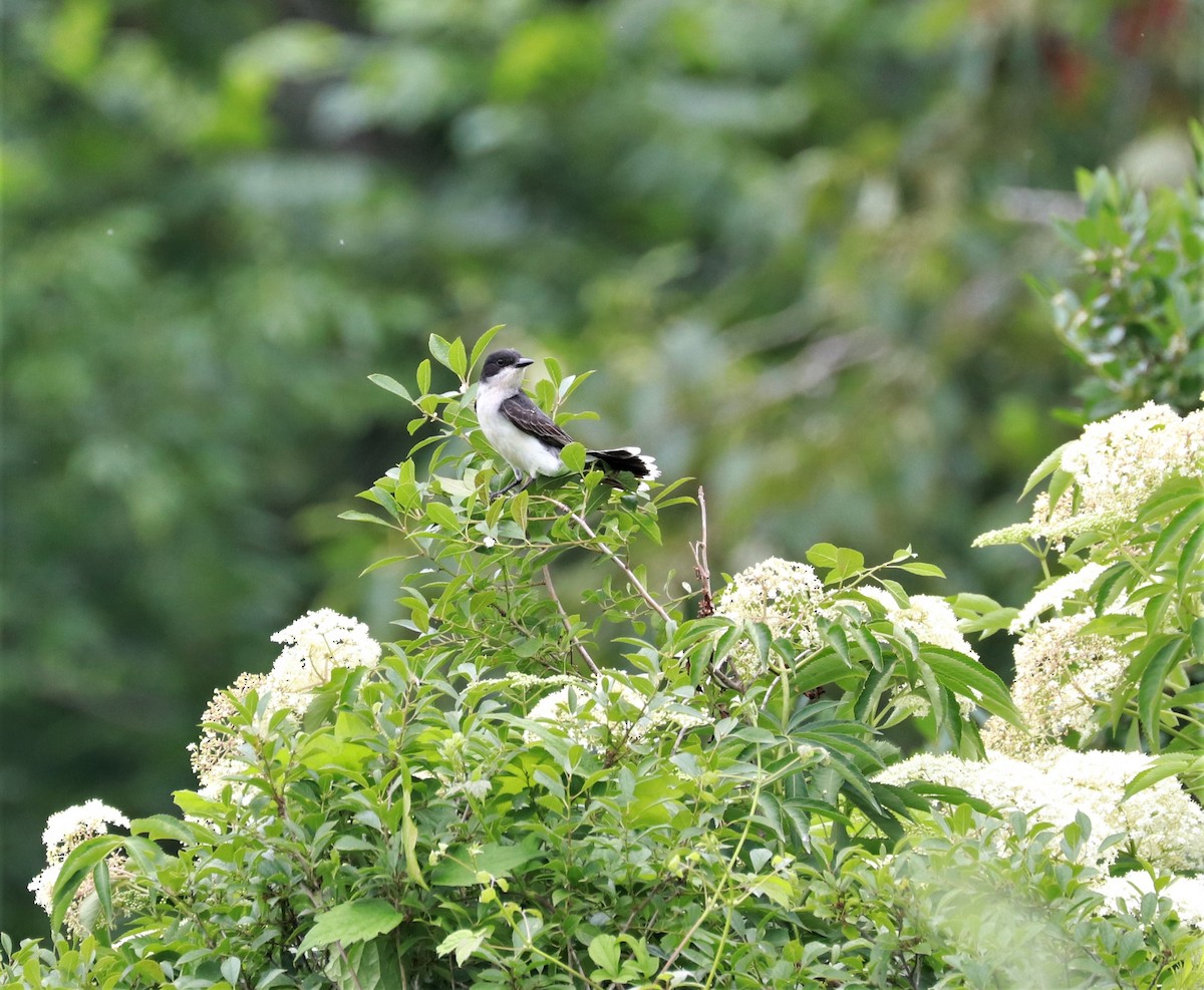 Eastern Kingbird - ML464052571