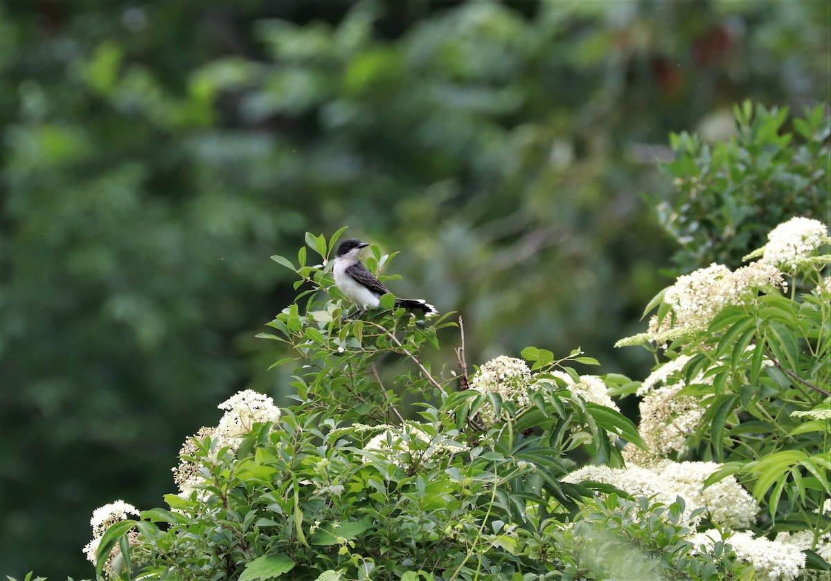 Eastern Kingbird - ML464052591