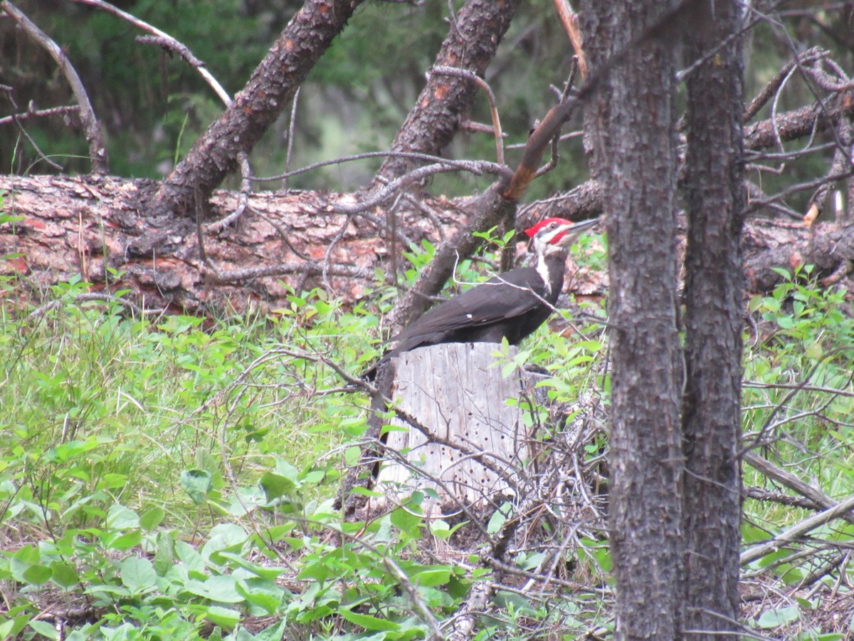 Pileated Woodpecker - ML464052621